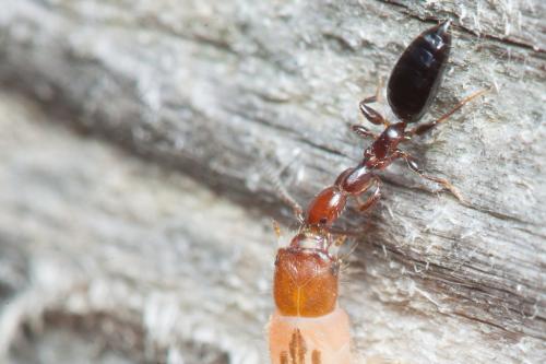 Réf. 225 646 : Parascleroderma sp.